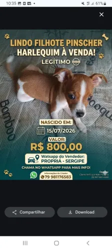 Cachorro Pinscher Halerquim legítimo, filhote, nascido em 15/07/2026, valor 800 reais.