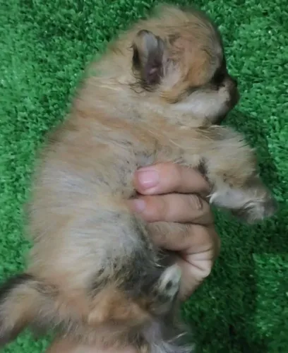 Spitz alemão anão