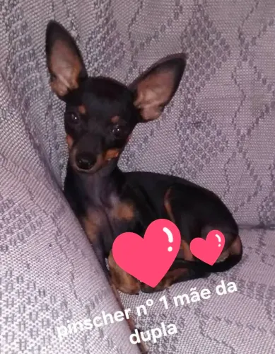 Venda de filhotes pinscher