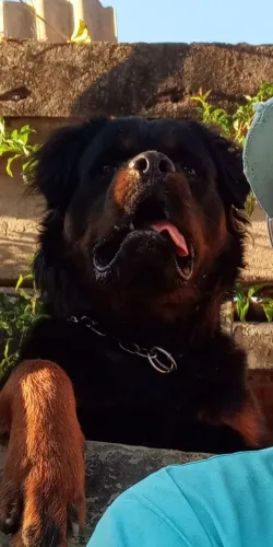 Rottweiler macho puro