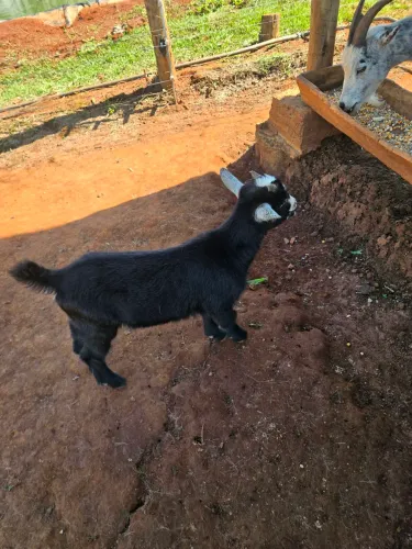 Mini cabra