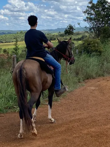 Animais para agropecuária 