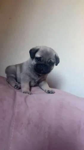 Vendo Pug macho legítimo