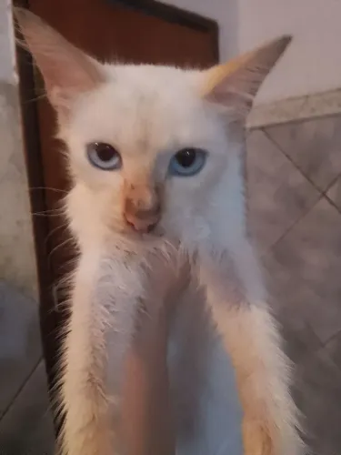 GATO