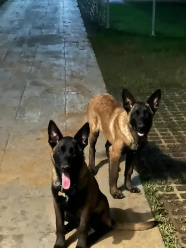 Pastor Belga Malinois - 5 meses