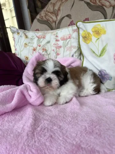 Filhote de cachorro shih tzu/shitzu super dócil e temperamento equilibrado