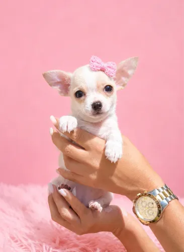 Chihuahua fêmea pelo curto branca pedigree