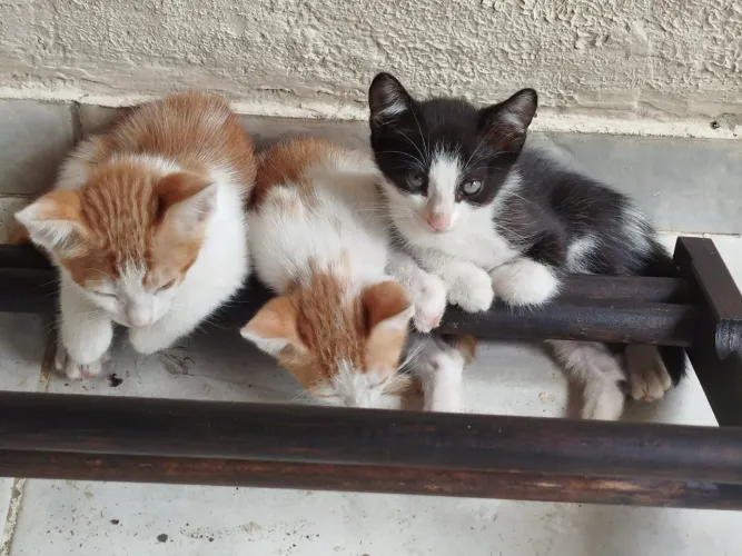 Adoção Responsável de Felinos