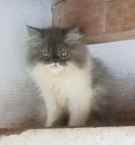 Lindo Gato Persa Bicolor Exótico