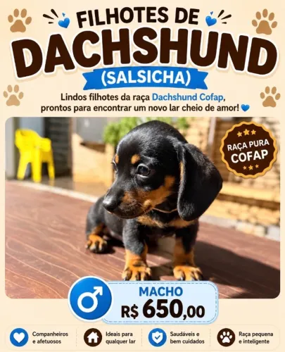 FILHOTE DACHSHUND (SALSICHA)