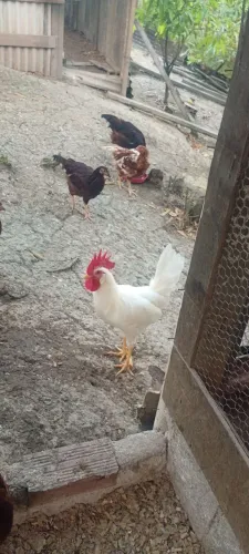 Frango leghorn white