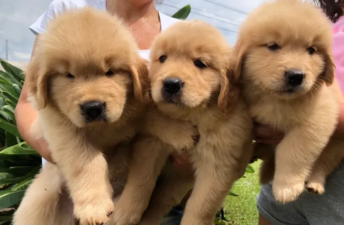 Filhotes de Golden Retriever