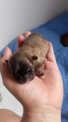 Cachorra Shitzu fêmeas 