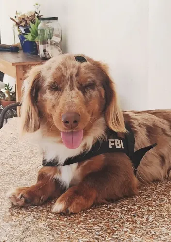 Cobertura Dachshund 