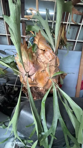 chifre de viado planta