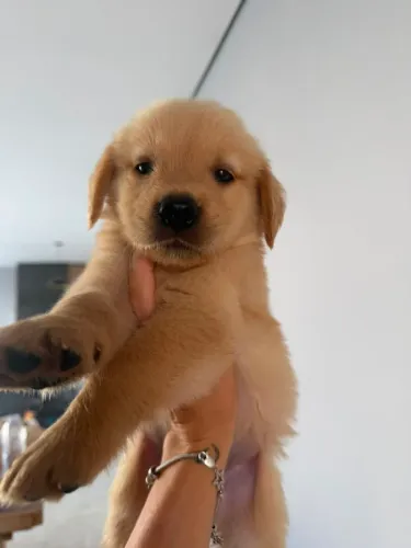 Golden Retriever