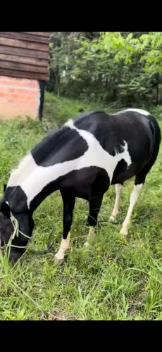 Égua