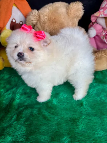Spitz alemão fêmea e macho disponível lindos