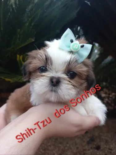Filhote shih tzu macho