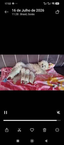 Filhote de poodle 