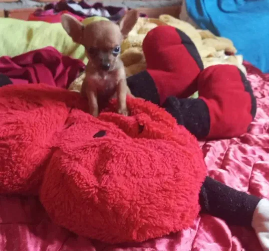 Pinscher (Macho) zerinhooo. Lindo!