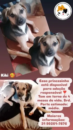 Cachorrinha disponível para adoção responsável ?