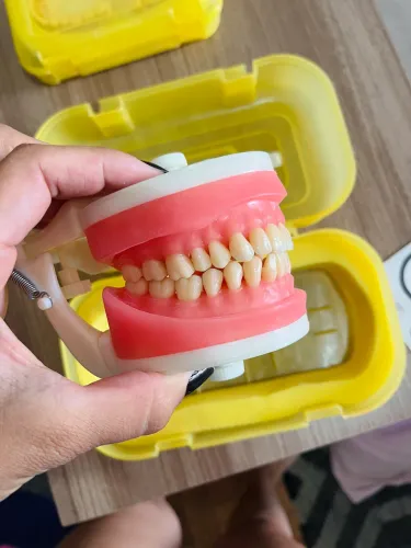 Manequim Odontológico Top Dentística Pd 100 Pronew