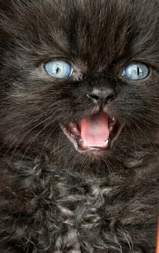 Gato 