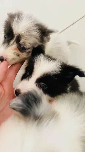 Fêmeas de Border Collie Filhotes 