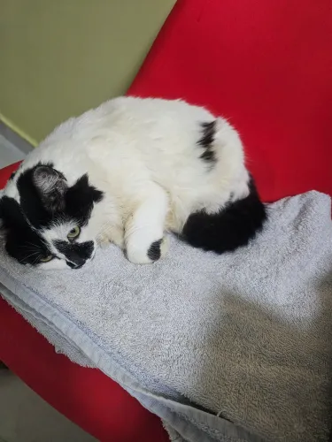 Doação gato
