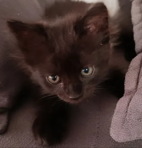 Doação Gatinho 