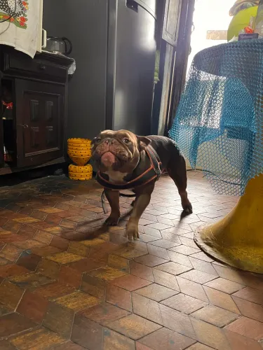 American Bully Cruzamento inseminação cobertura chocolate