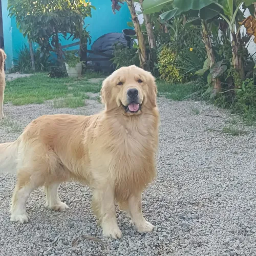 Filhotes de Golden com 60 dias pronto entrega 