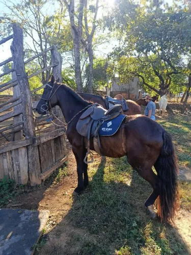Cavalo Castrado Mangalarga