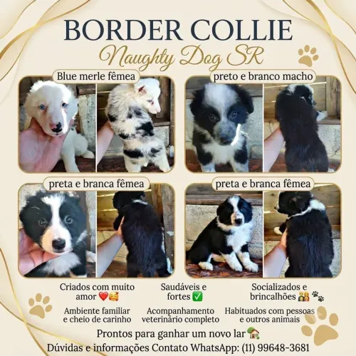 Filhotes de border collie