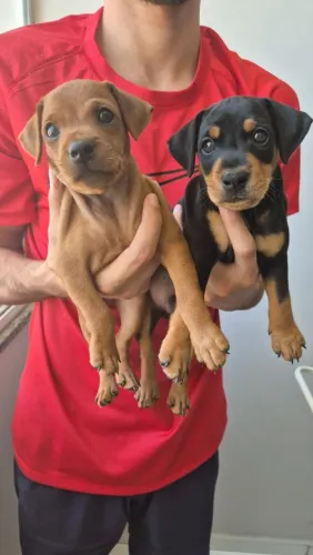 Pinscher Alemão Verdadeiro
