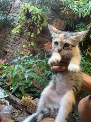 Gato para adoção 