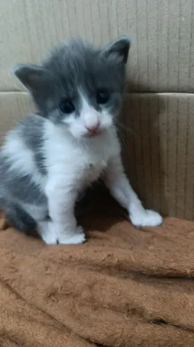 Doa se filhotes de gato