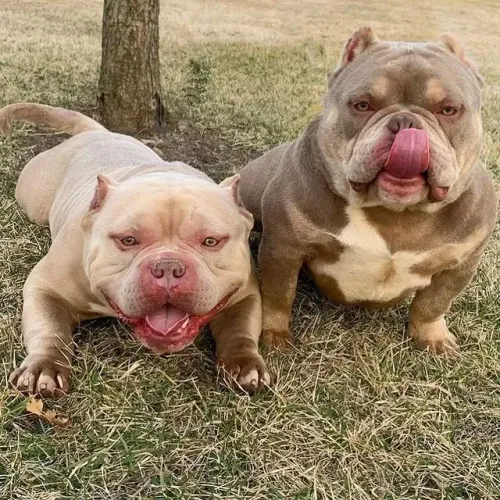 Americam Bully exótico dos olhos azul promoção só hoje .....