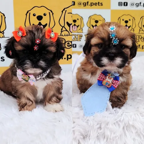 Shihtzu fêmea ou macho disponível valor na descrição