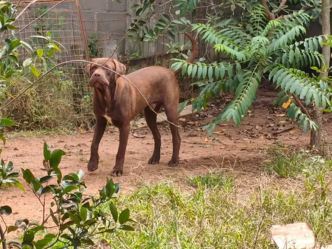 Filhotes de Cão de Guarda Cane Corso x Cão Lobo 