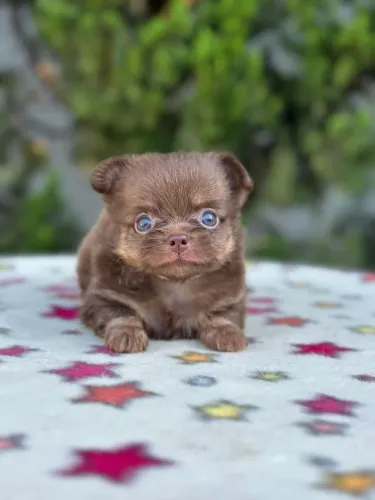Chihuahua Pêlo Longo Macho Chocolate!! 