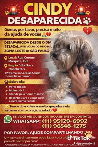 Preciso de ajuda ? minha cachorra sumiu 