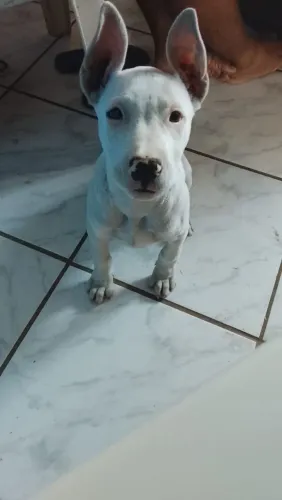 Animais