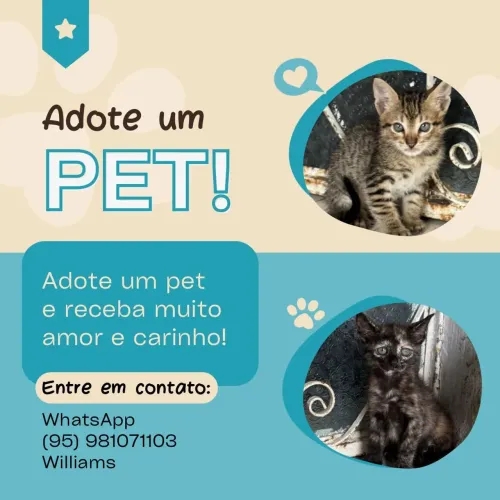 Gatos