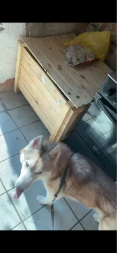 Vendo um husky siberiano 