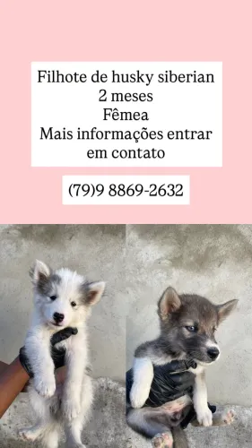 Cachorro husky siberiano fêmea 