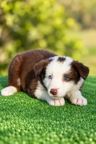 Filhote de Border Collie