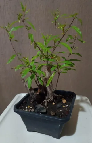 Pré bonsai de Romã em vaso plástico