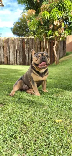 Bulldog Francês blue tan